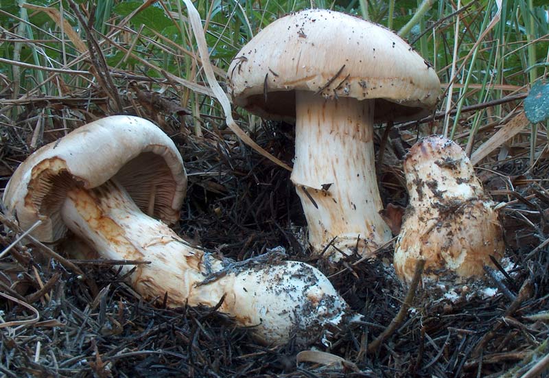 Cortinarius (Phlegmacium) herculeus Mal.